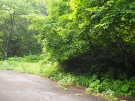 Hakuba Donguri Land (Mountain Side)